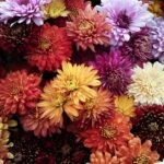 продажи живых цветов на AliExpress